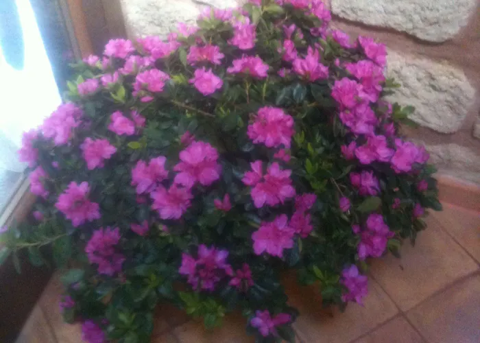 Simonetta Ai Musei Vaticani Nocleg ze śniadaniem