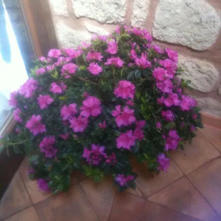 Simonetta Ai Musei Vaticani B&B