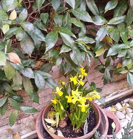 Simonetta Ai Musei Vaticani רומא