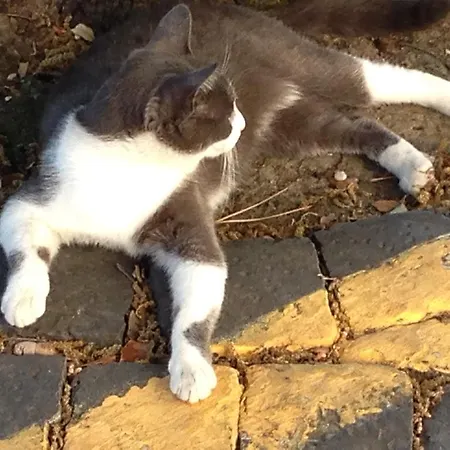 Simonetta Ai Musei Vaticani