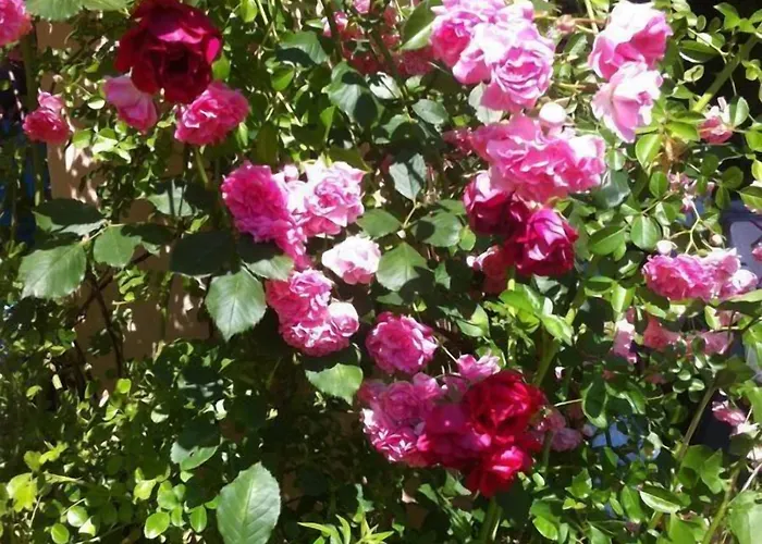 Simonetta Ai Musei Vaticani فندق مبيت وإفطار 2*