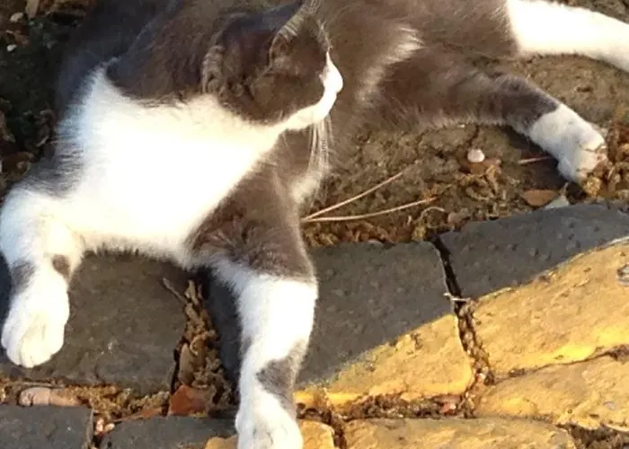 Simonetta Ai Musei Vaticani